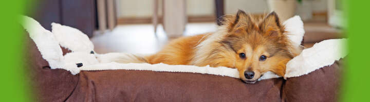 hundezubehoer kategorieeinstiegsbanner